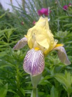 /album/rusticgarden/a22-6-009-jpg/